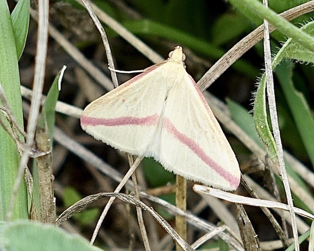 vestal